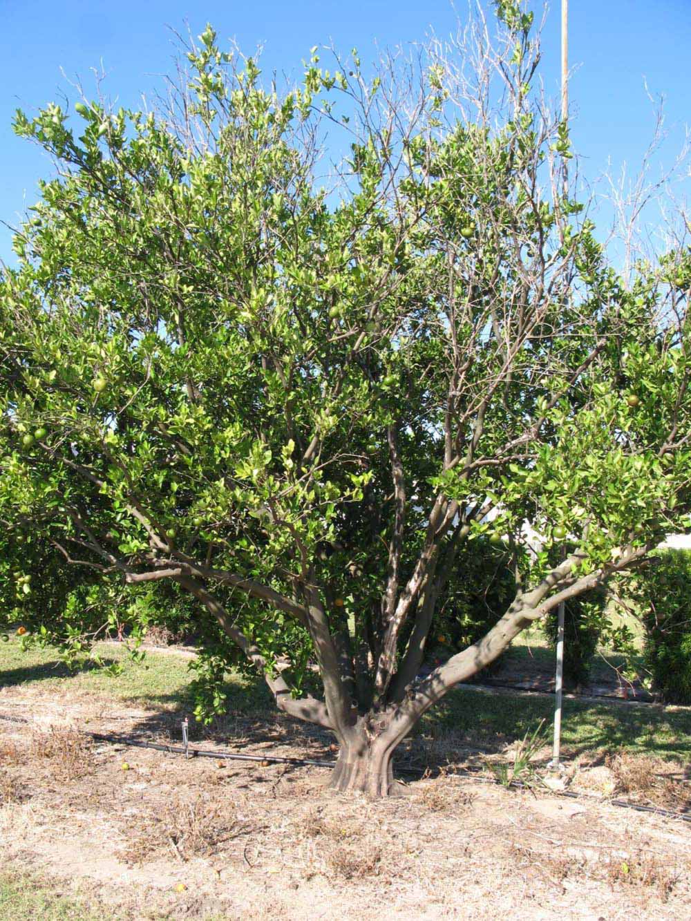            Habit (Winter Haven, FL)   